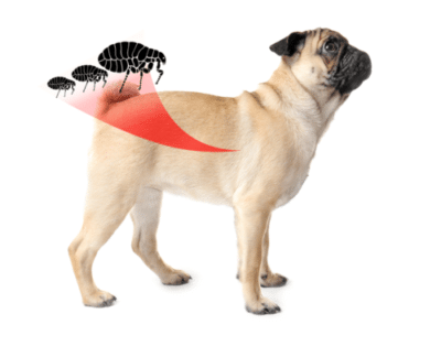 alergia em pug causada por pulgas