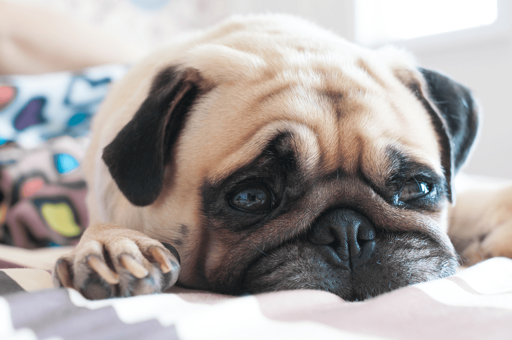alergia em pug