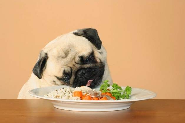 Alimentação natural para pugs: pug com um prato de vegetais