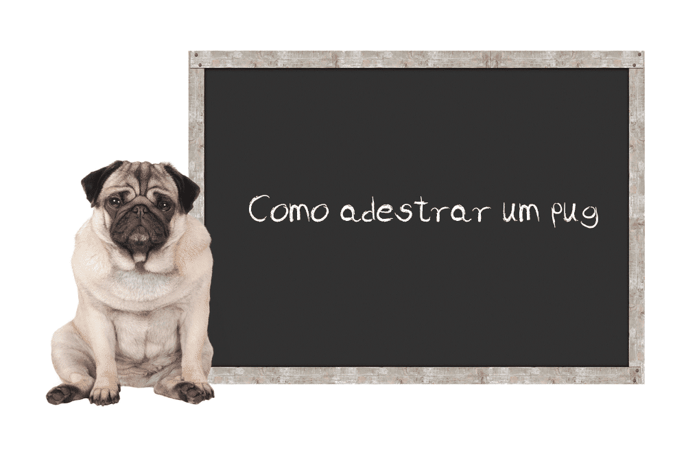 Como adestrar um pug: pug ao lado de uma lousa