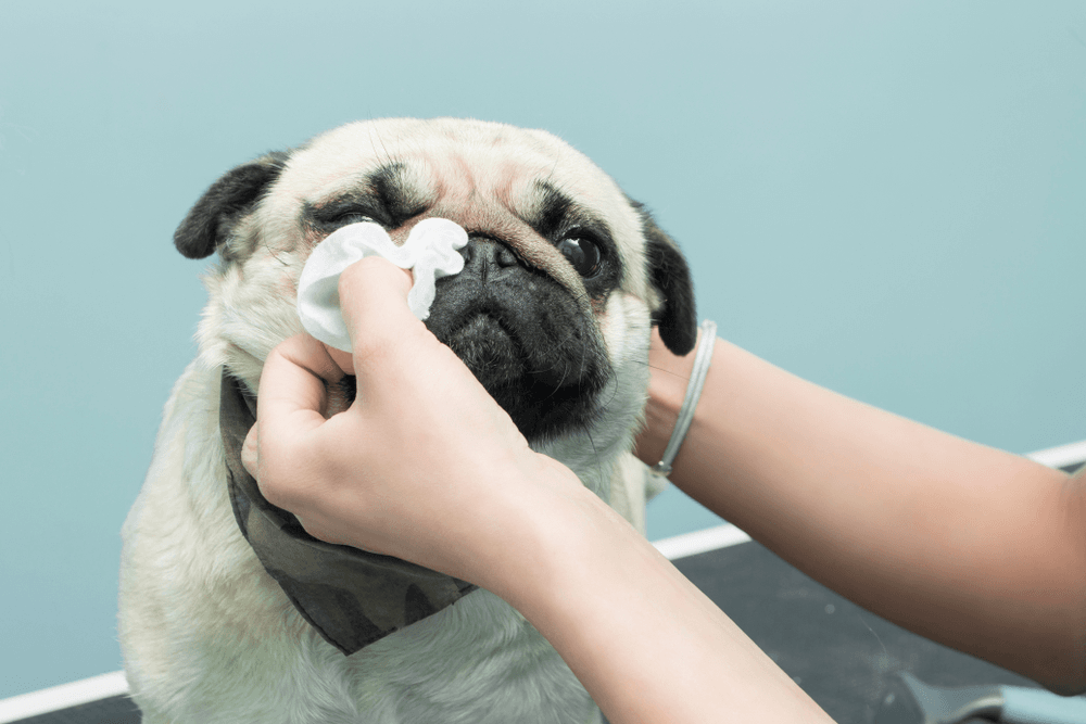 Como limpar as dobras do pug: cão sendo higienizado