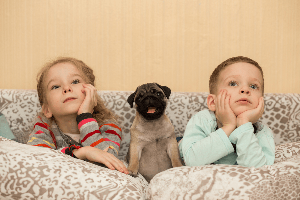 Comportamento do pug com crianças