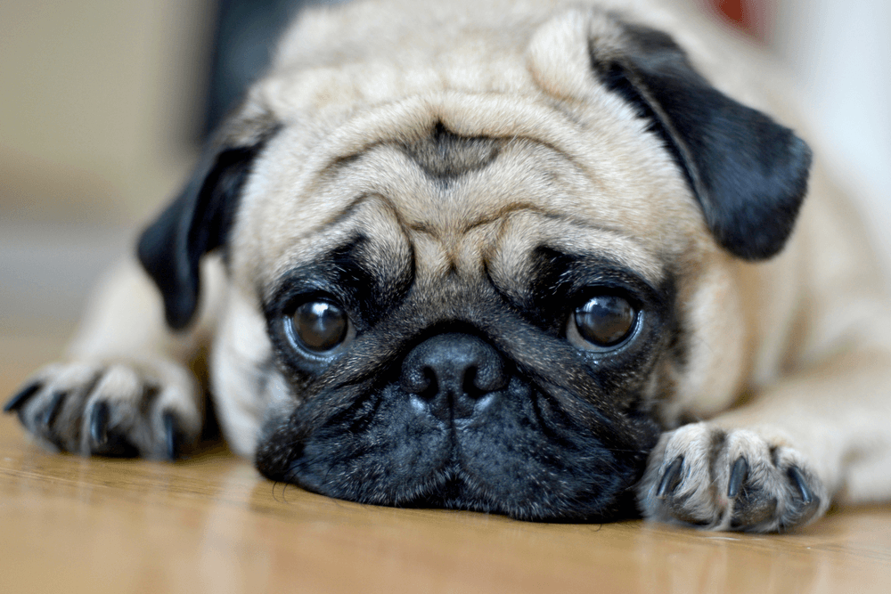 Comportamento do pug: foto de um pug deitado