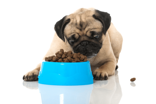 Pug com ração