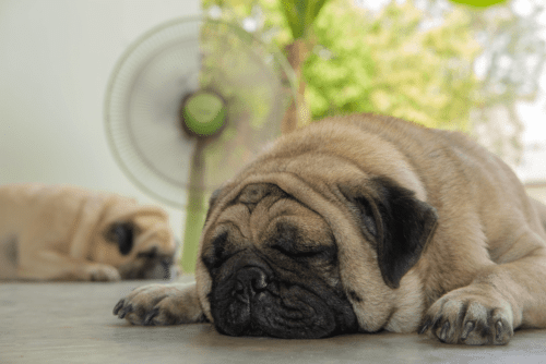 pug deitado na frente do ventilador