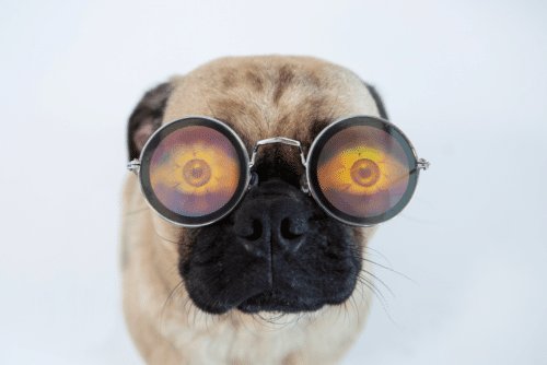 cuidados com pug: pug com óculos