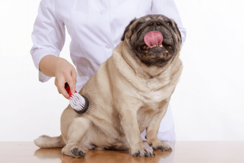 pug sendo escovado