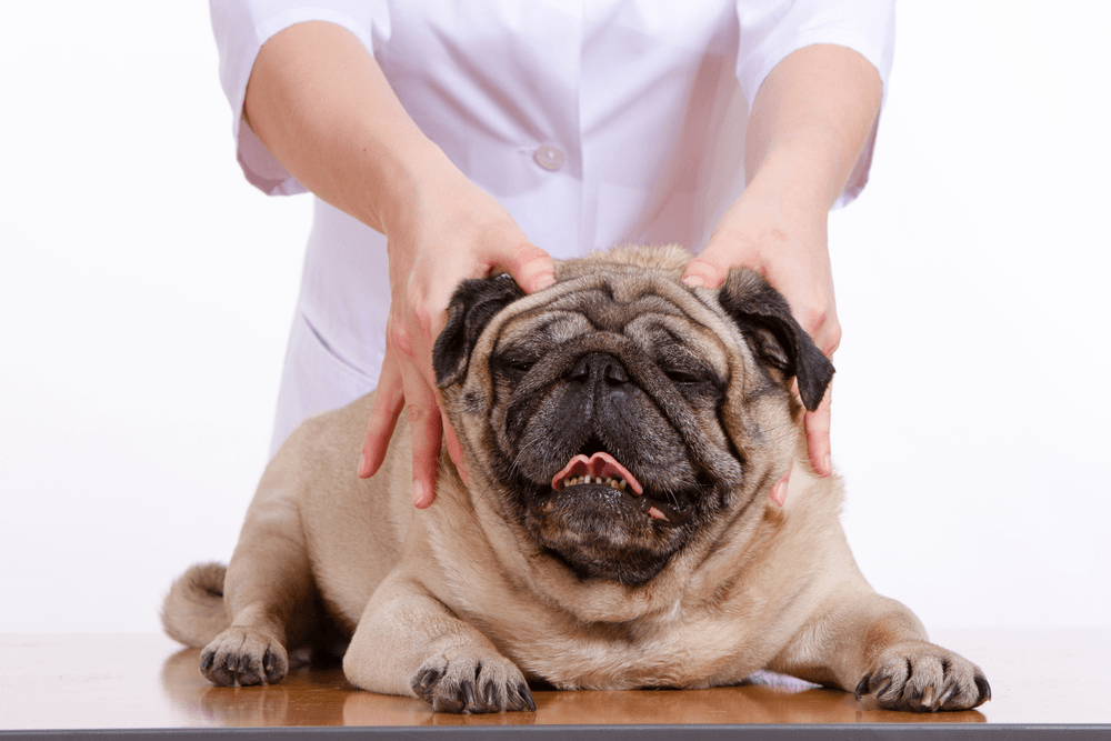 Cuidados com pug: cão sendo massageado