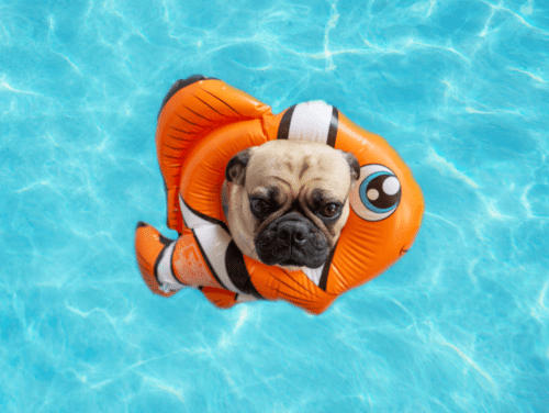 Curiosidades sobre pugs: eles não sabem nadar
