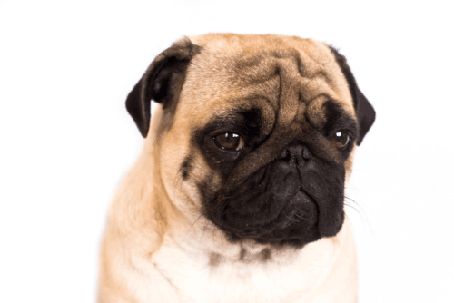 Pug magoado