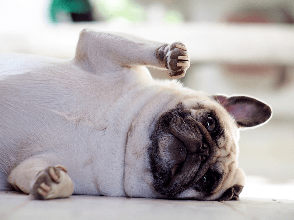 Curiosidades sobre pugs