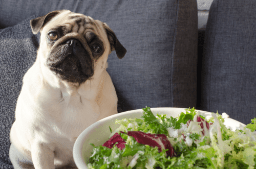 Pug ao lado de um prato de vegetais