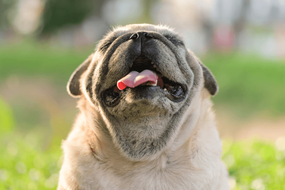 Espirro reverso em pugs