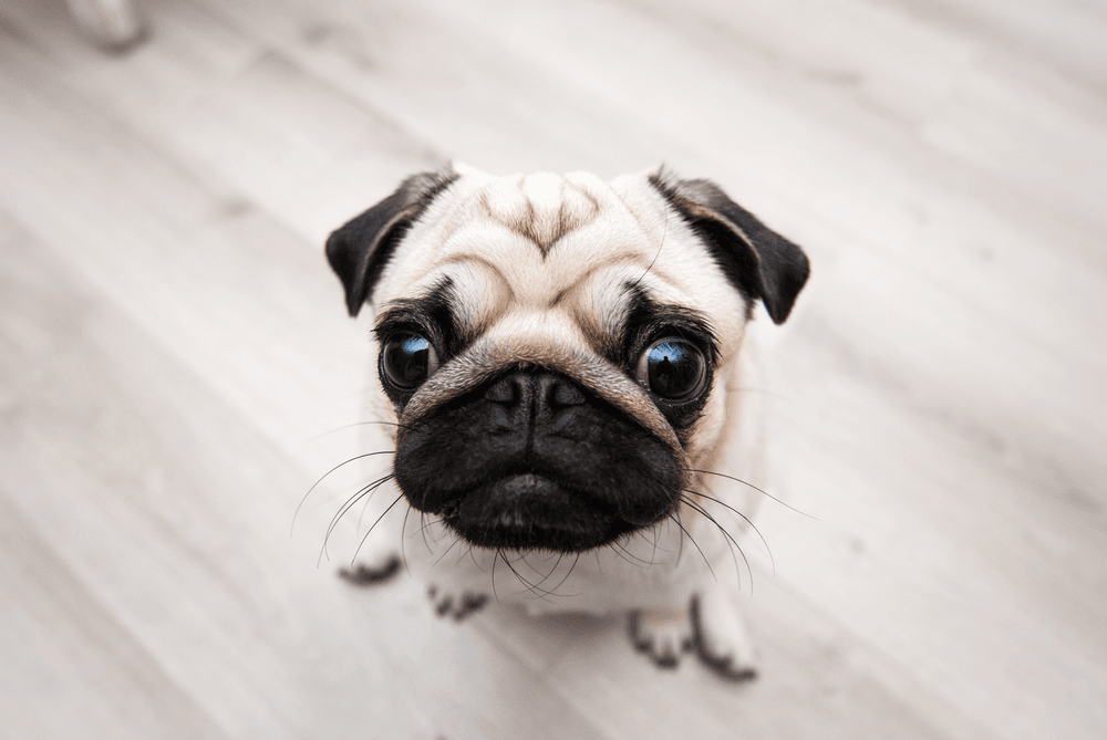 Nomes para pug: como escolher