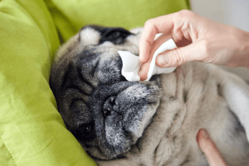 Pug com problema ocular