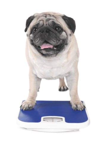 Pug sobre uma balança