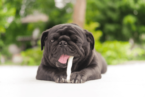 Pug comendo um petisco
