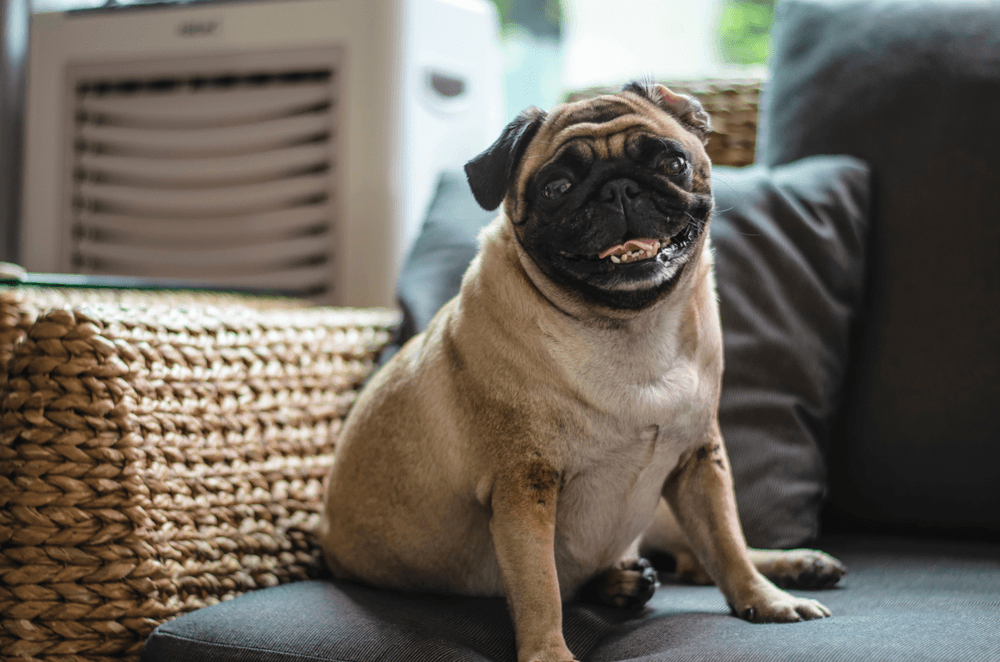 pug em apartamento: pug no sofá