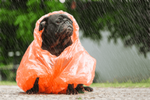 Pug com capa de chuva