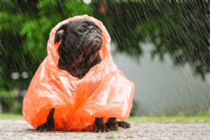 Pug com capa de chuva