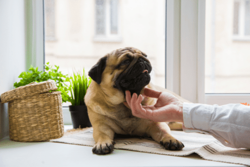 pug em frente à janela