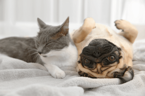 Pug com gato