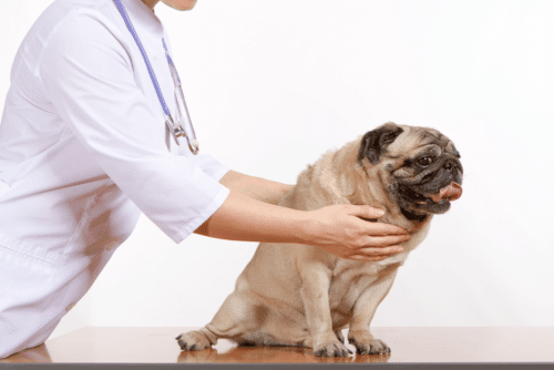 Veterinário massageando a garganta do pug