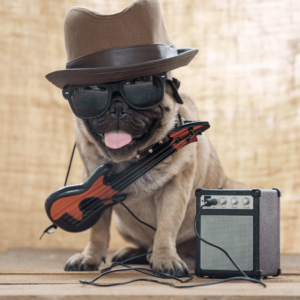 Pug folk com violão