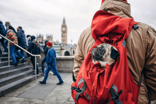 Pug dentro de uma mochila em Londres