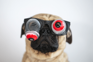 Pug com óculos de olhos saltadores