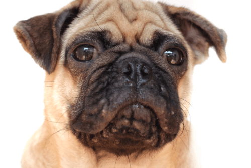 Acne-canina-pug