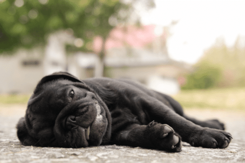 Pug deitado com expressão de cansaço