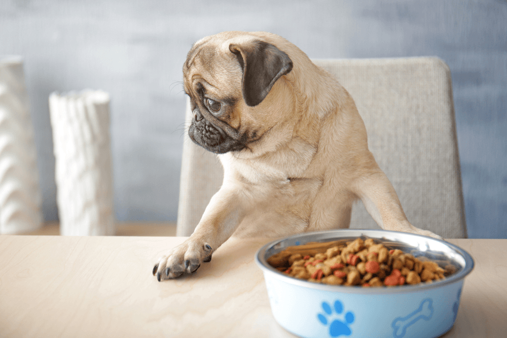 Ração para pug: pug em frente de um prato de ração
