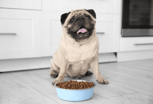 Pug com um pote de ração