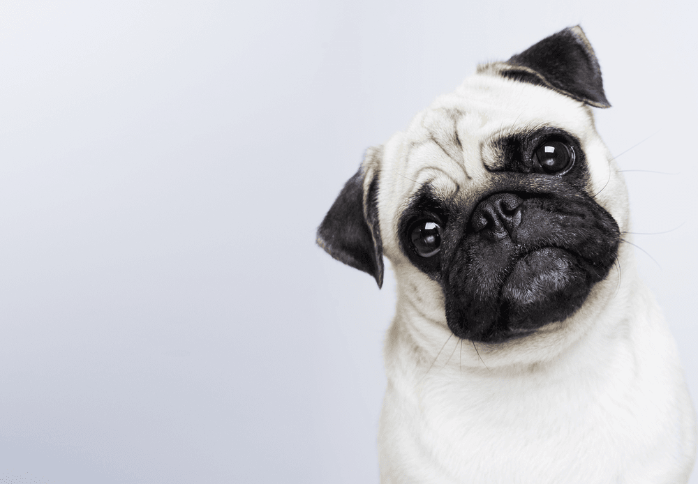 Pug solta muito pelo: dúvida