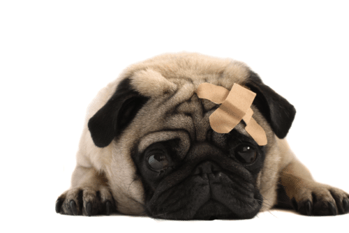 Pug com um bandaid