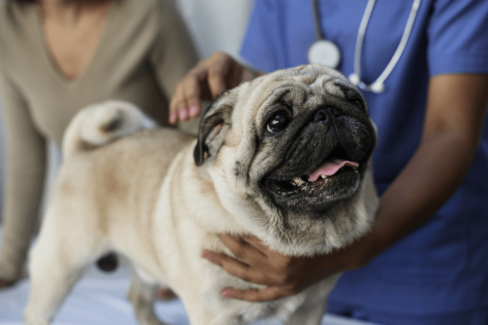 Saúde do Pug: pug sendo examinado