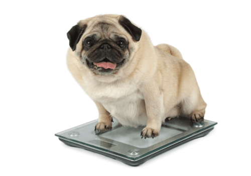 Pug sobre uma balança
