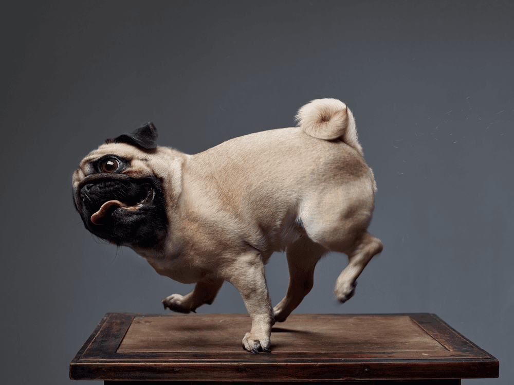 Tudo sobre Pug