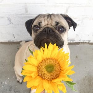 Pug com girassol