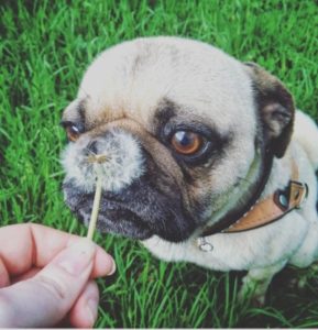 Pug com flor dente de leite