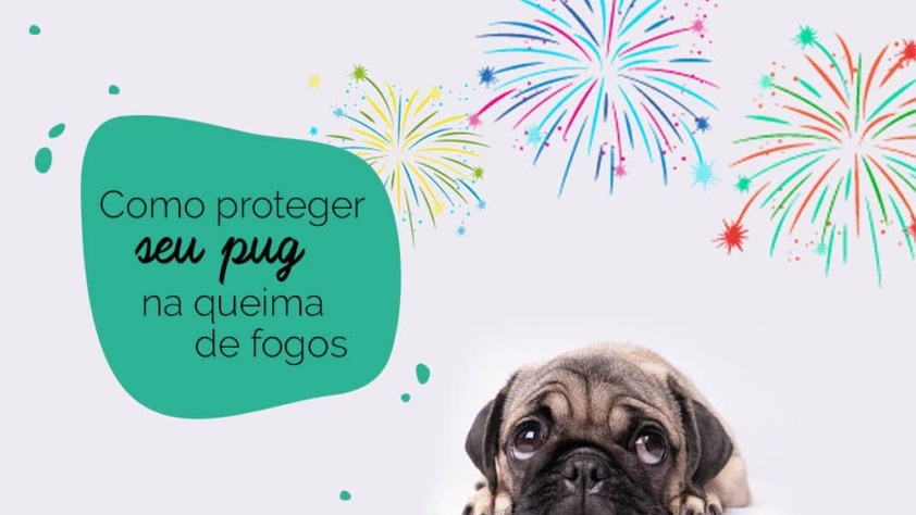 Truque do pano: pug com medo dos fogos de artifício