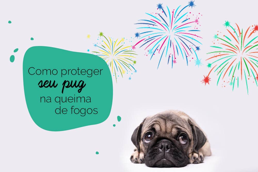 Truque do pano: pug com medo dos fogos de artifício