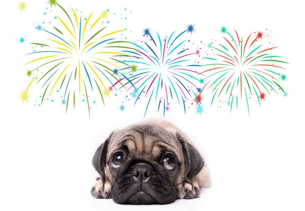 cachorro pug com medo de fogos de artificio 