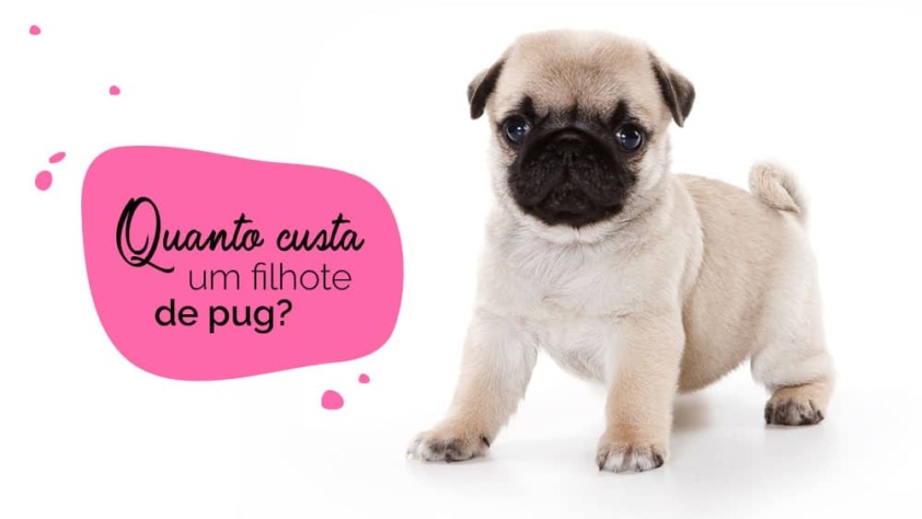 Foto de um pug filhote