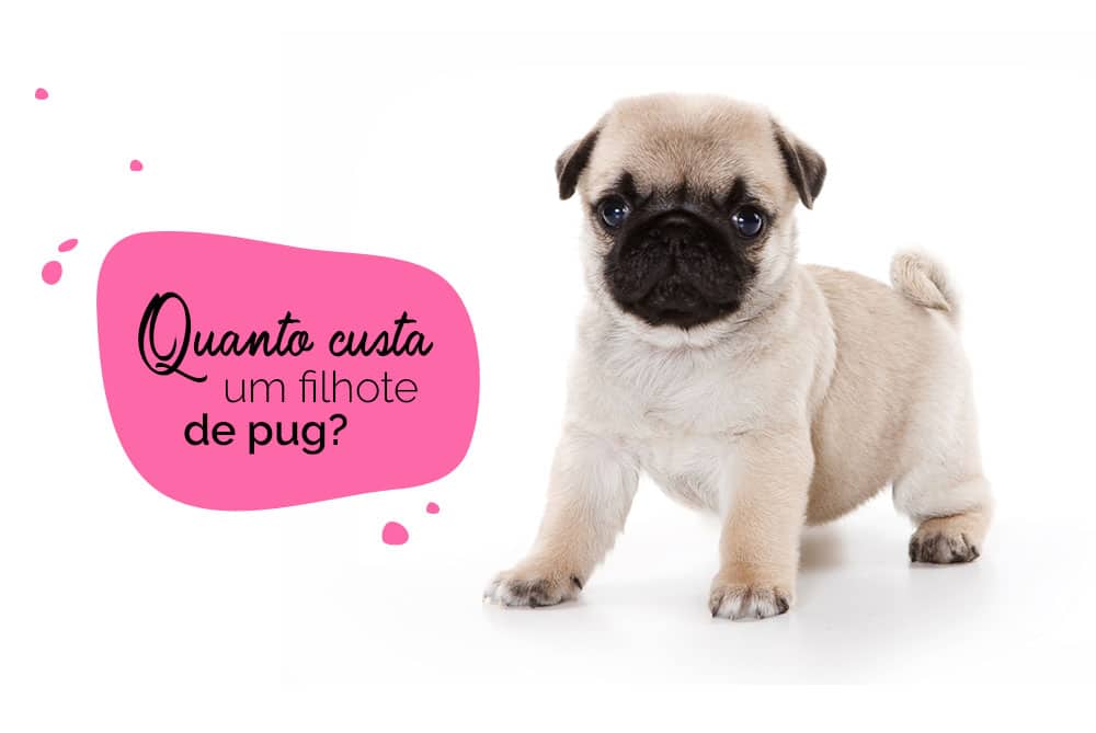 Foto de um pug filhote