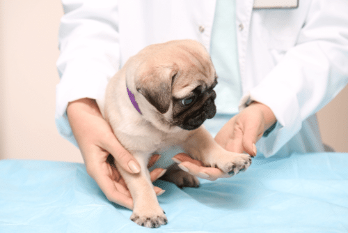 Filhote de pug no veterinário