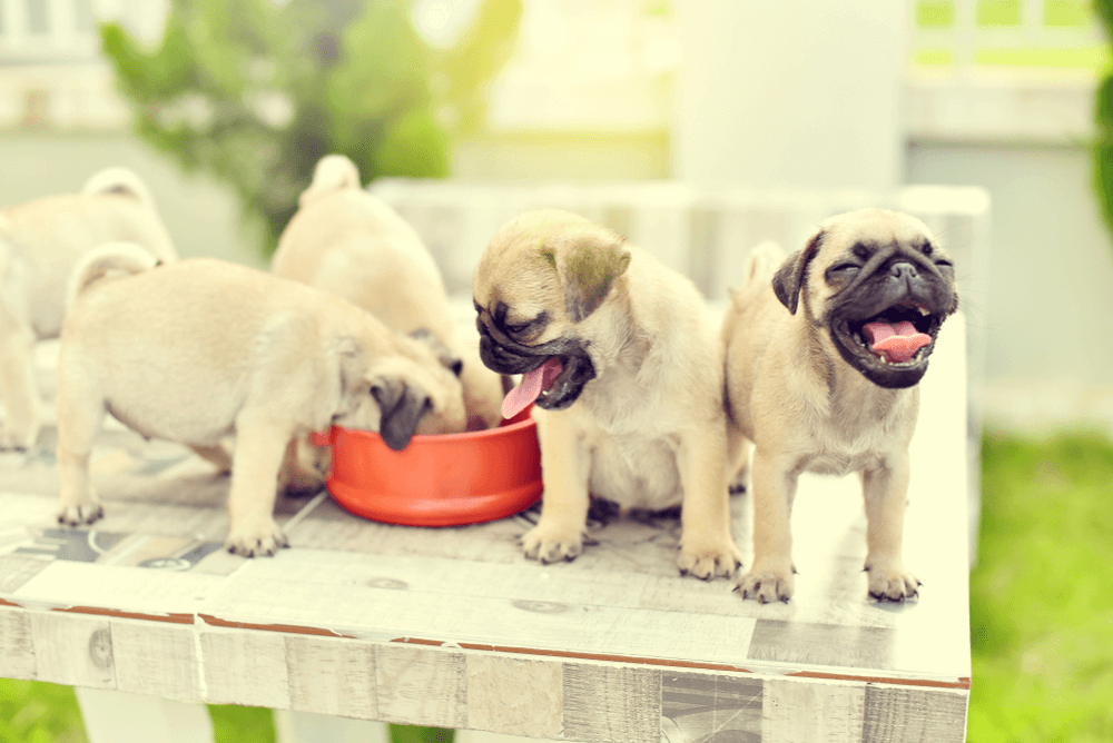 filhotes de pug comendo ração