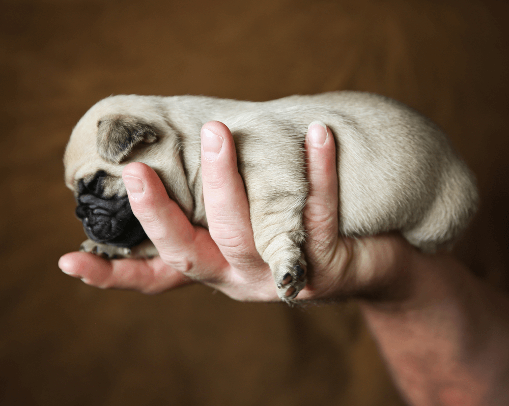 Mão segurando um filhote de pug