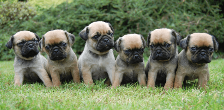 Filhotes de pug em um gramado